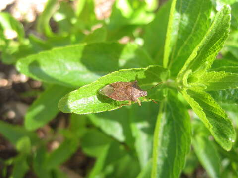 Image of Spined Soldier Bug