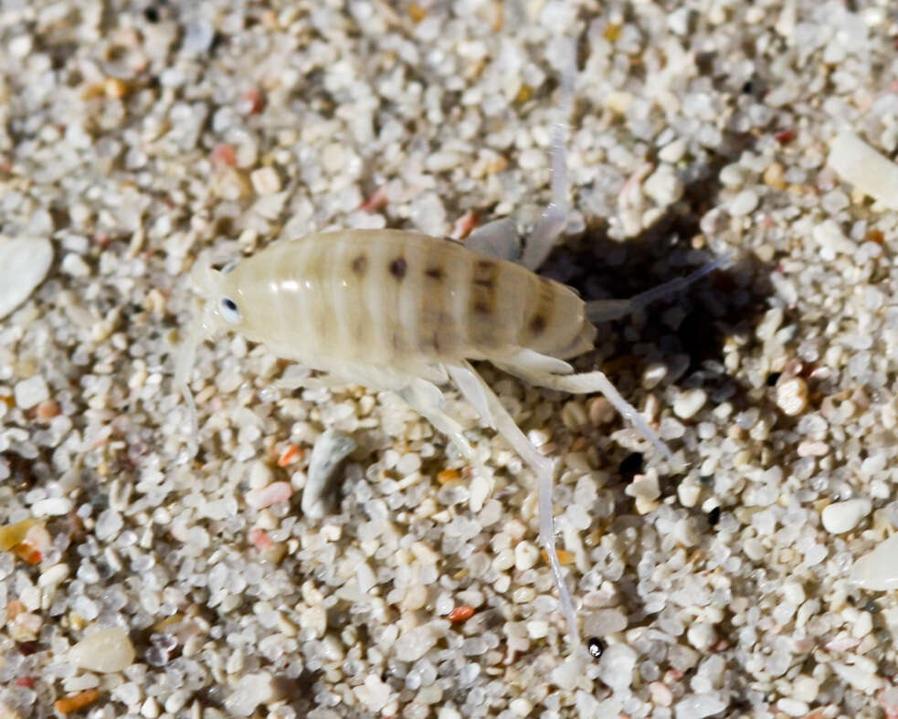 Image de Africorchestia quadrispinosa (K. H. Barnard 1916)