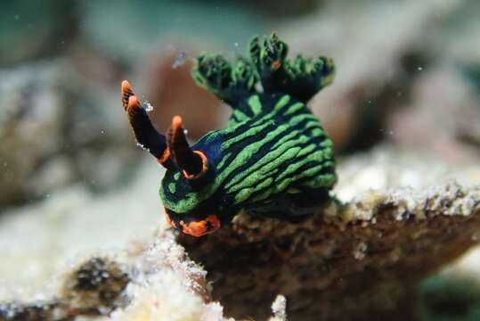 Image of Dusky green spot orange gill black slug