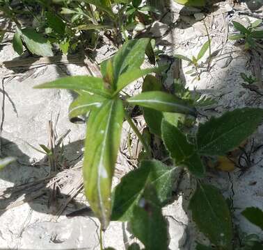 Imagem de Spigelia anthelmia L.