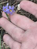 Image of Spear-Bract Blue-Eyed-Grass