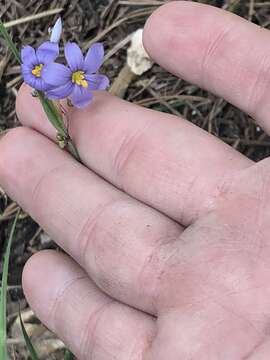 Image de Sisyrinchium sagittiferum E. P. Bicknell