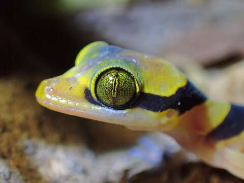 Image of Malayan Forest Gecko