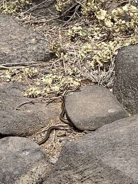 Sivun Pseudalsophis hoodensis (Van Denburgh 1912) kuva