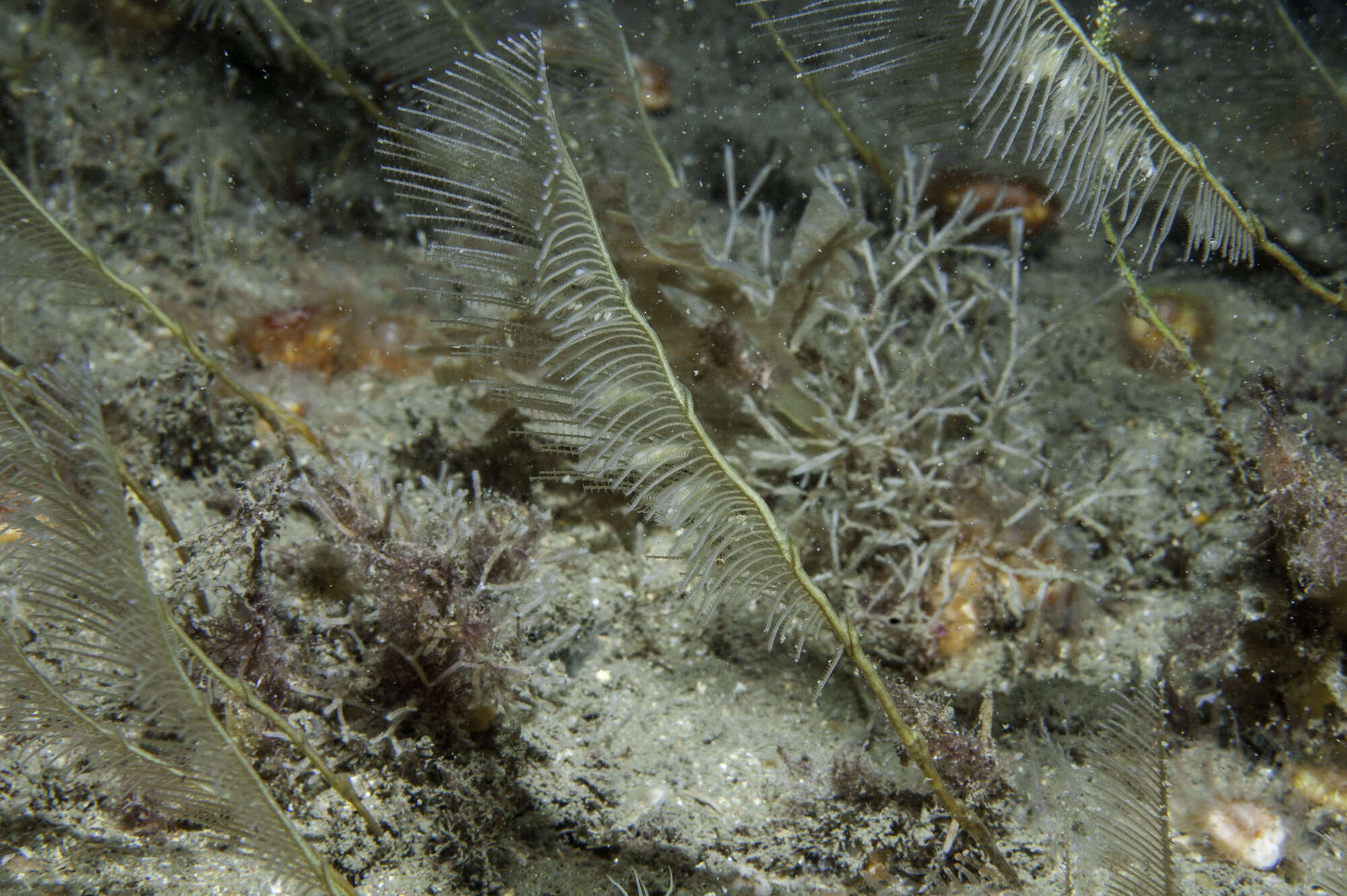 Plancia ëd Lytocarpia myriophyllum (Linnaeus 1758)