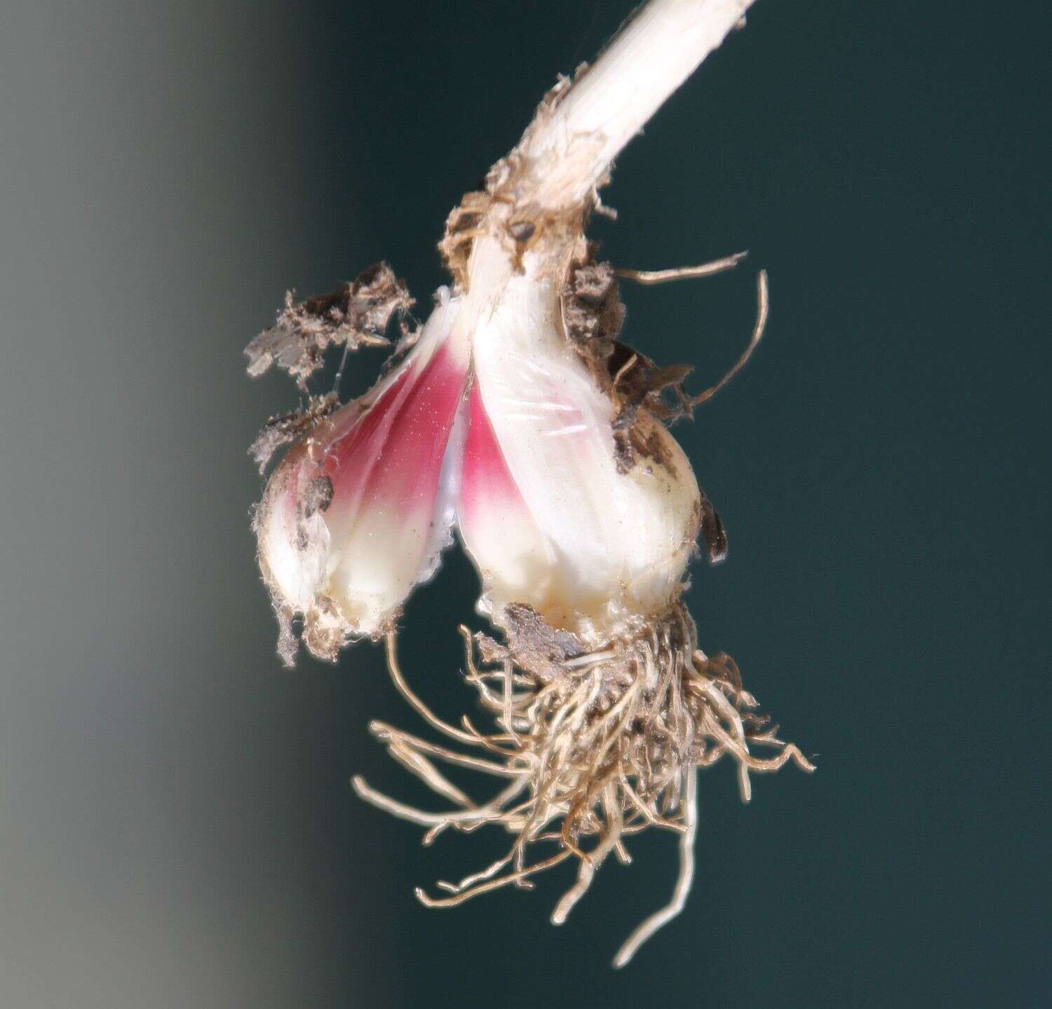 Image of cultivated garlic