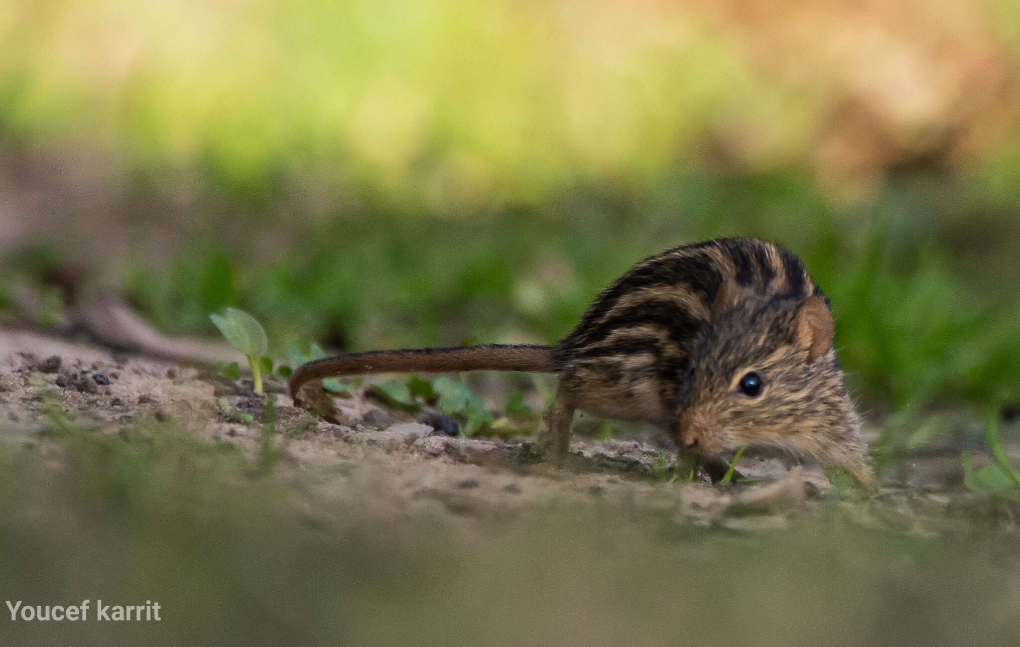 Image of Barbary Lemniscomys