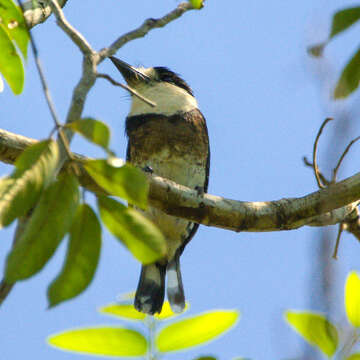 Image of Brown-banded Puffbird