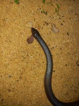 Image of Bibron’s Stiletto Snake