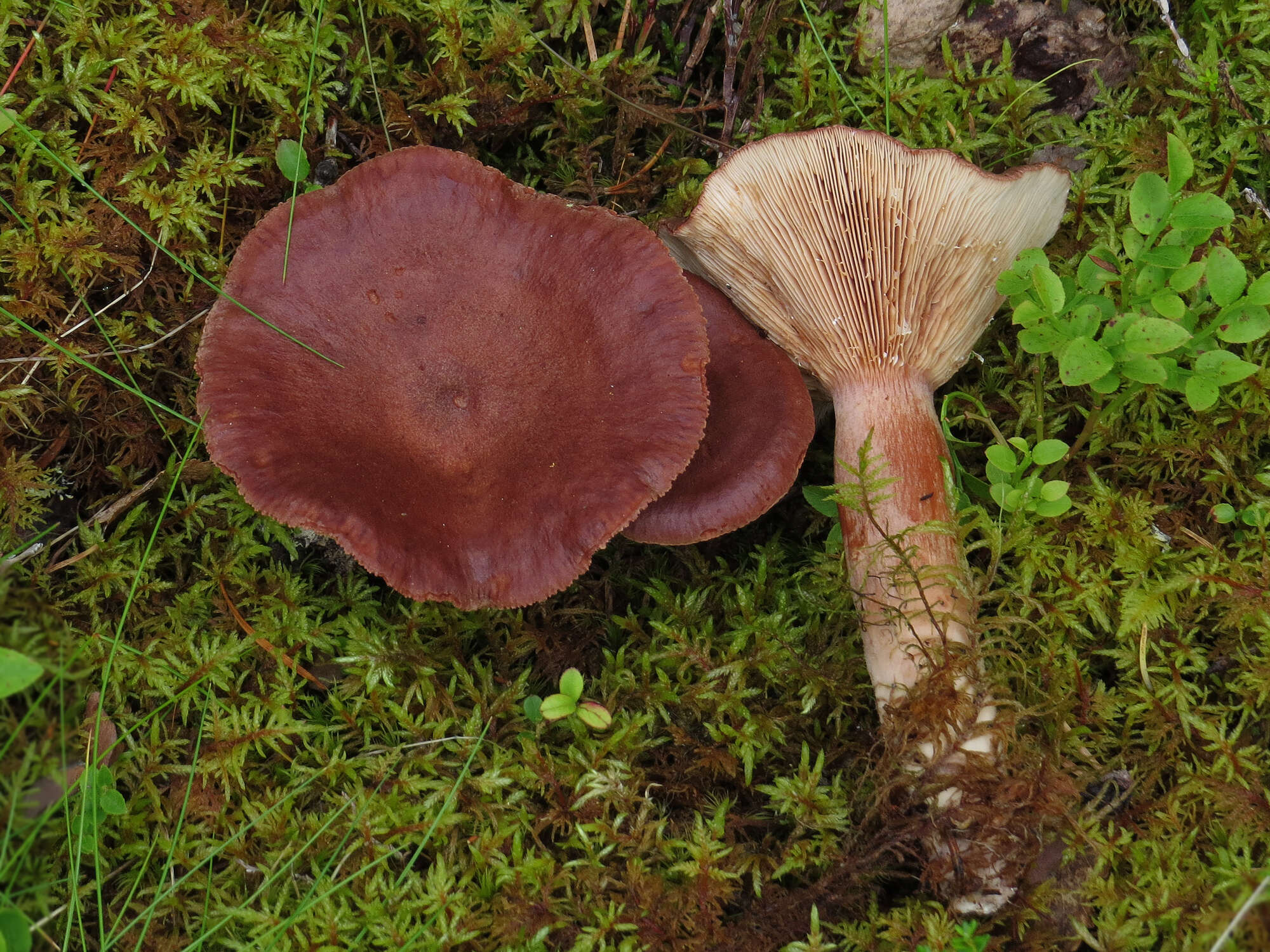 Image of Rufous Milkcap