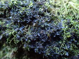 Слика од <i>Scytinium lichenoides</i>