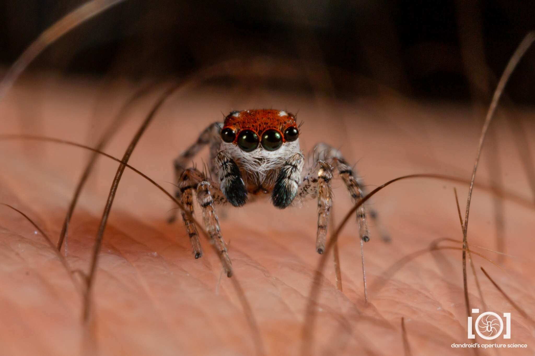 Image of Naphrys xerophila (Richman 1981)