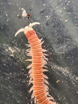 صورة Dorvillea moniloceras (Moore 1909)