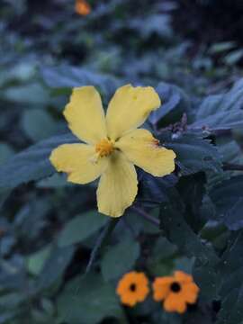 Image of Pavonia sepioides P. A. Fryxell & A. Krapov.