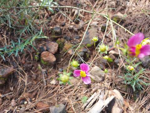 Image of Cosmos crithmifolius Kunth