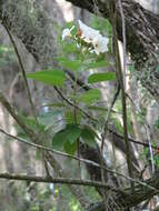 Image de Cordia boissieri A. DC.