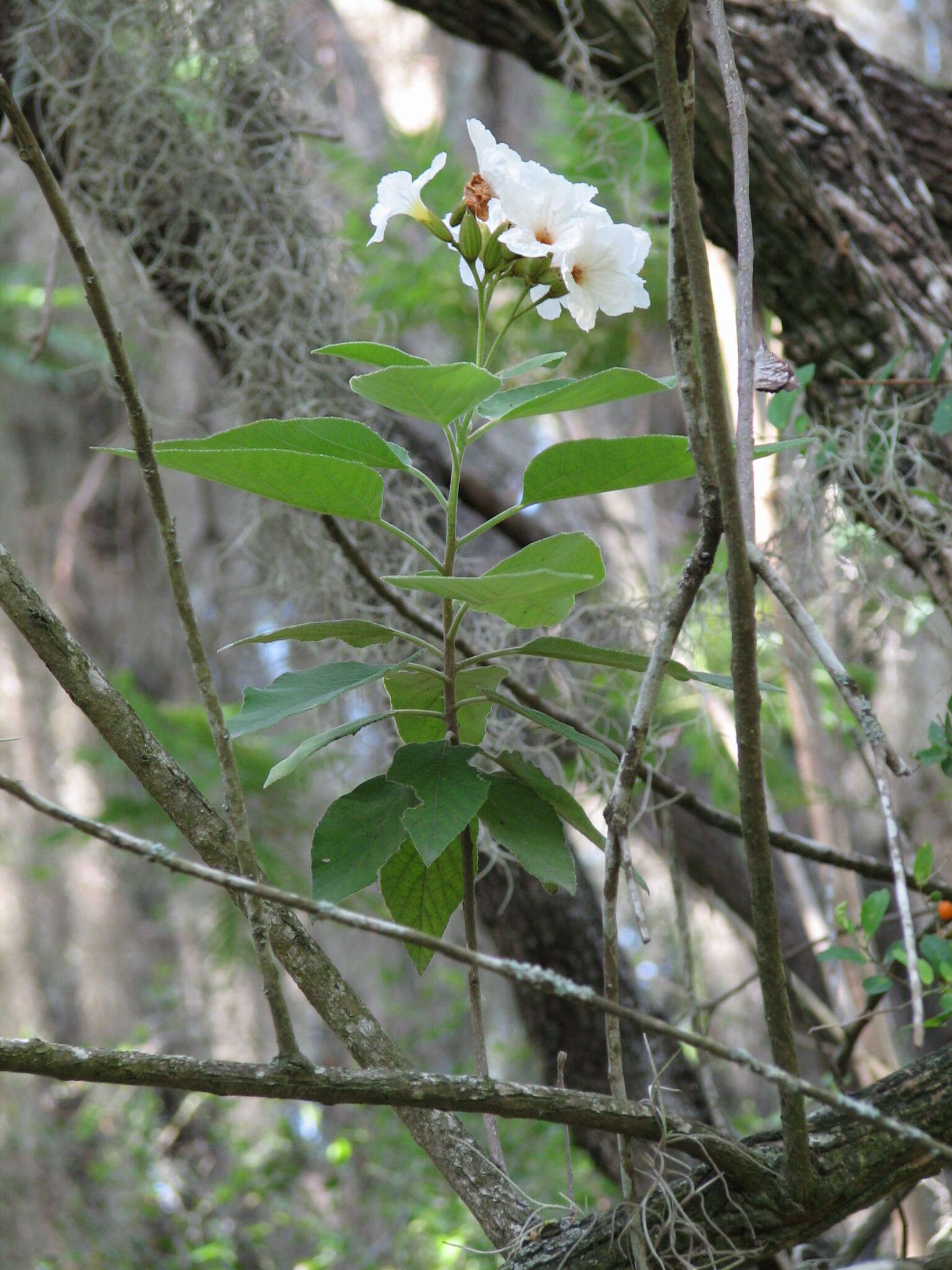 Image de Cordia boissieri A. DC.