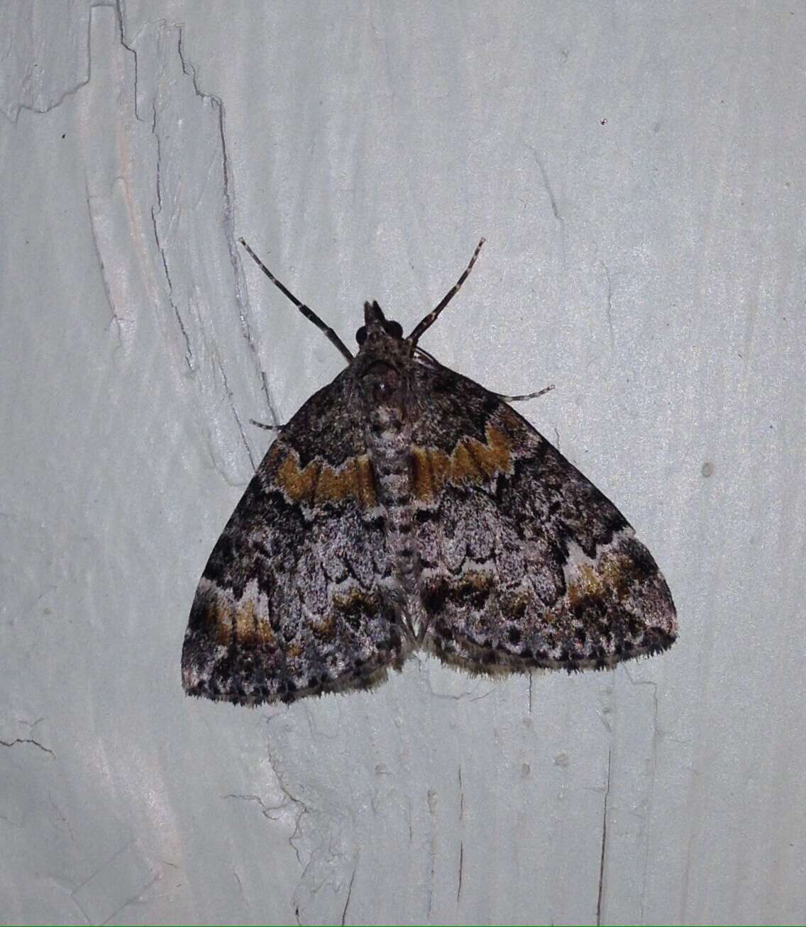 Image of common marbled carpet