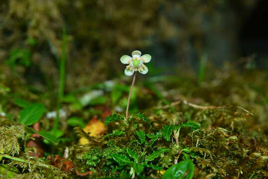 Image of Chimaphila monticola H. Andres