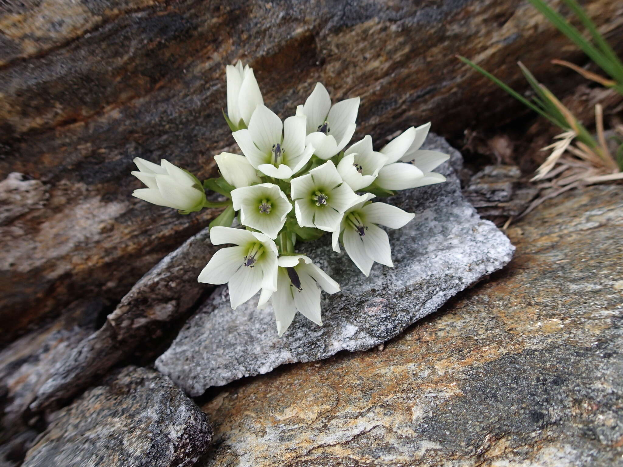 Image of Gentianella divisa (Kirk) Glenny