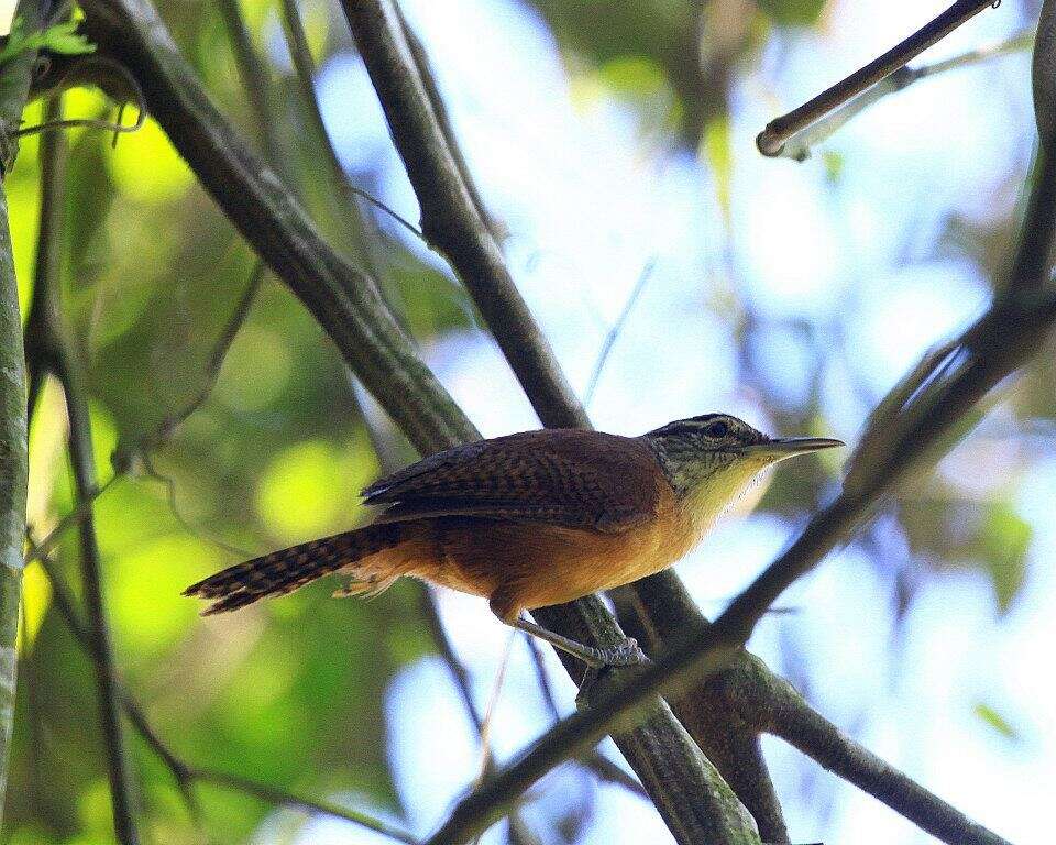 Image of Long-billed Wren