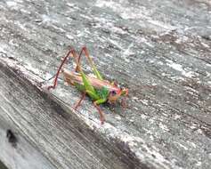 Image of Handsome Meadow Katydid