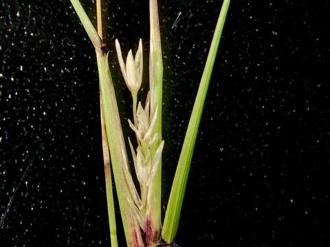 Image of puffsheath dropseed