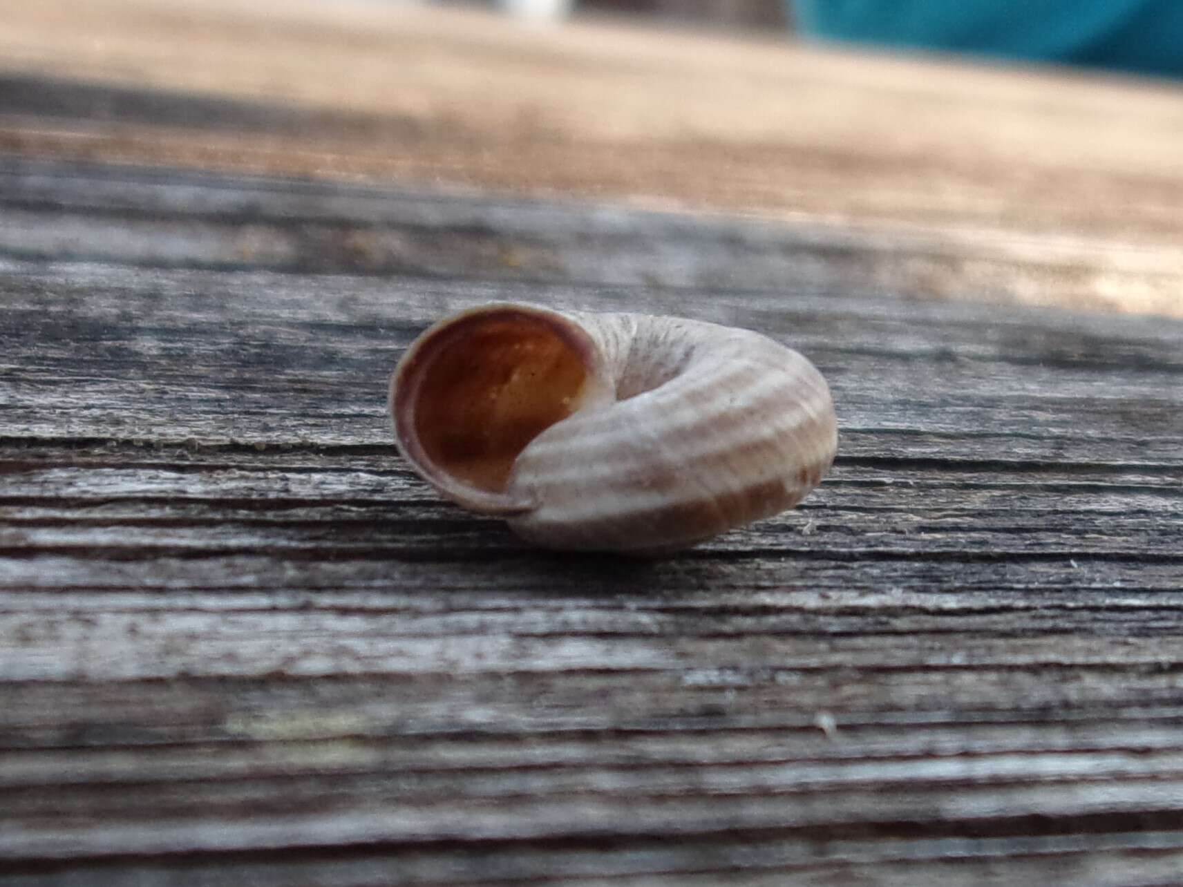 Image of dune snail