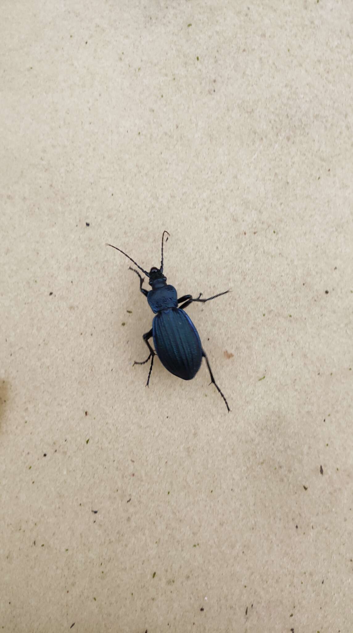 Carabus (Megodontus) exaratus Quensel ex Schönherr 1806 resmi