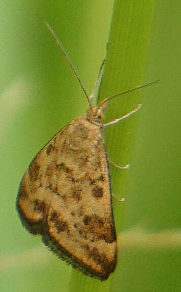 Image of Pyrausta subsequalis Guenée 1854