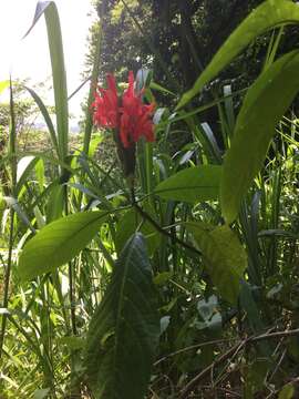 Image of cardinal's-guard