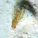 Image de Eusapromyza multipunctata (Fallen 1820)