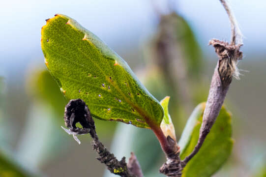 Image of smooth mountain mahogany