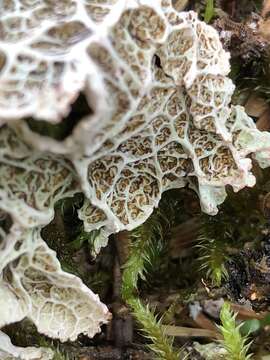 Image of ragged lichen