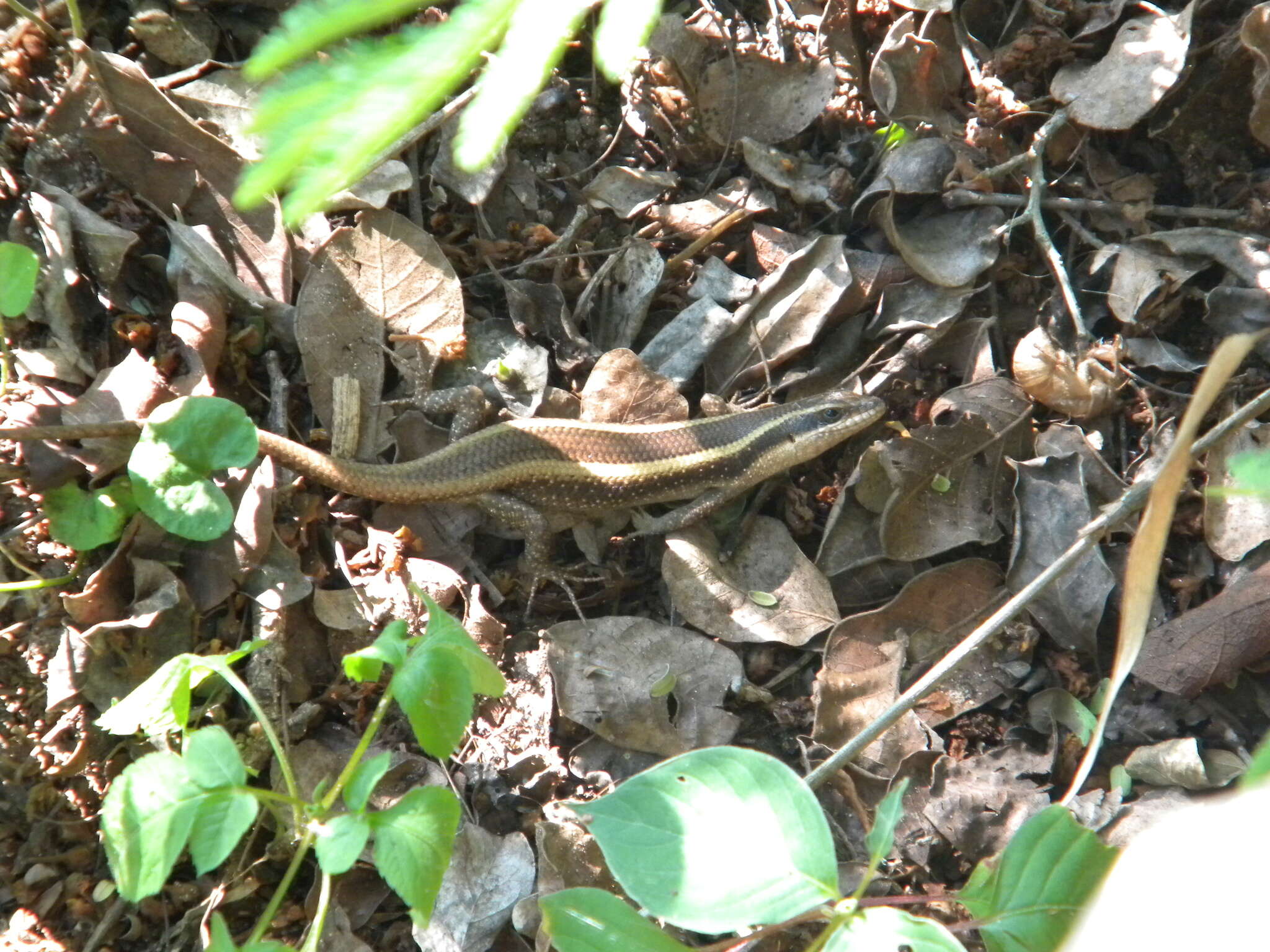 Image of Trachylepis striata (Peters 1844)