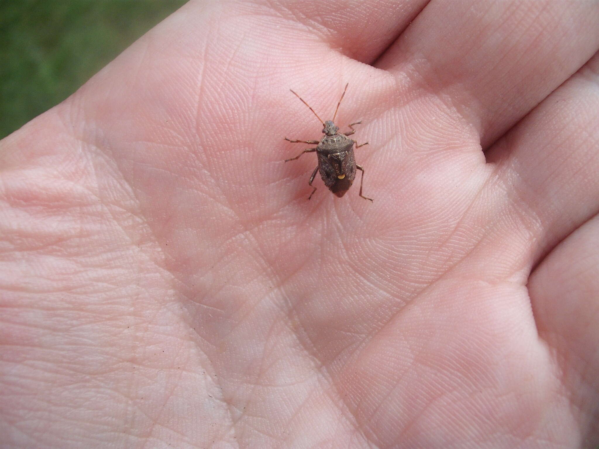 Image of Cermatulus nasalis nasalis (Westwood 1837)