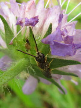 Image of Halictus tumulorum (Linnaeus 1758)