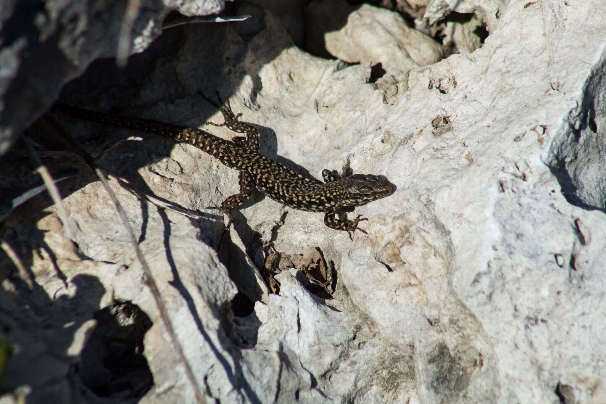 Imagem de Podarcis muralis maculiventris (Werner 1891)