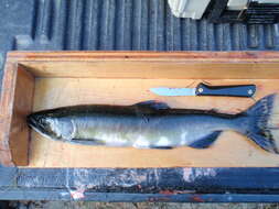 Image of Pink Salmon