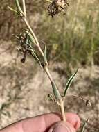 Image of Carleton's sand verbena