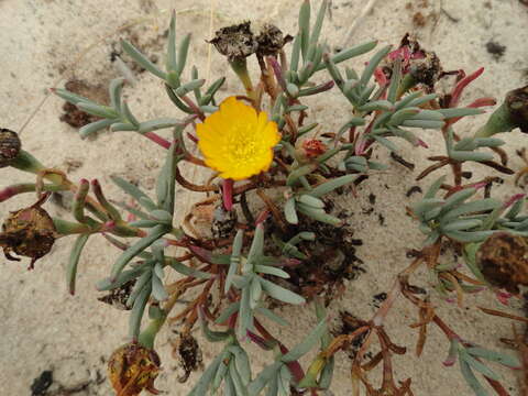 Image of Lampranthus explanatus (L. Bol.) N. E. Br.