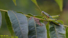 Image of Anapodisma miramae Dovnar-Zapolskij 1932