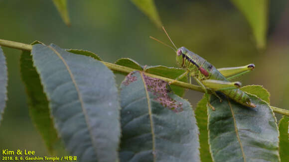 صورة Anapodisma