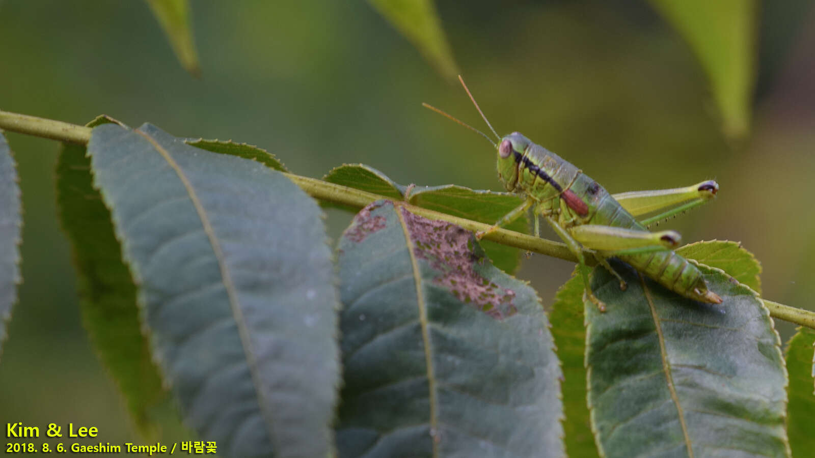 صورة Anapodisma miramae Dovnar-Zapolskij 1932