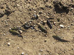 Image of Ambystoma mavortium nebulosum Hallowell 1853