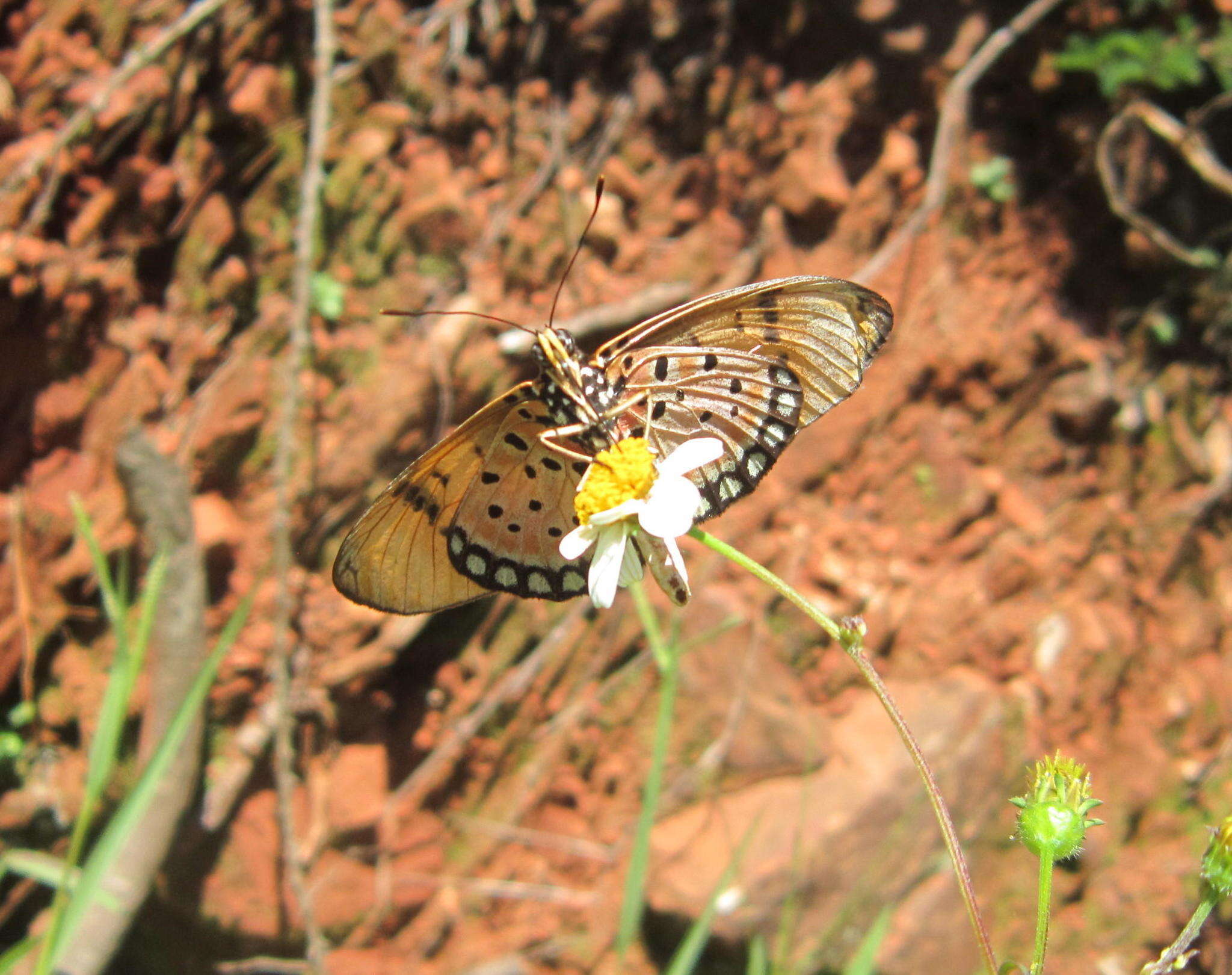 Image de Acraea natalica Boisduval 1847