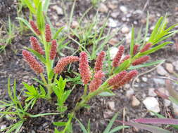 Acalypha caperonioides Baill. resmi