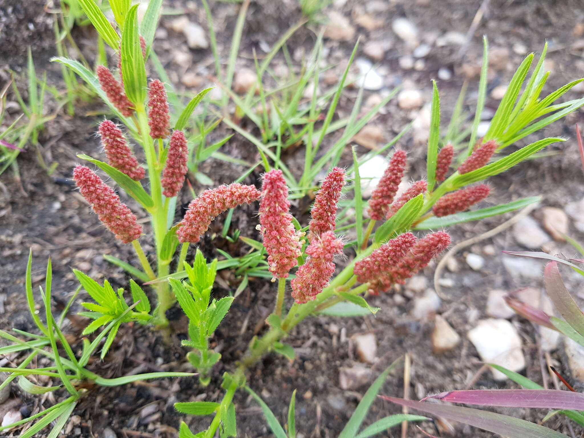 Acalypha caperonioides Baill. resmi