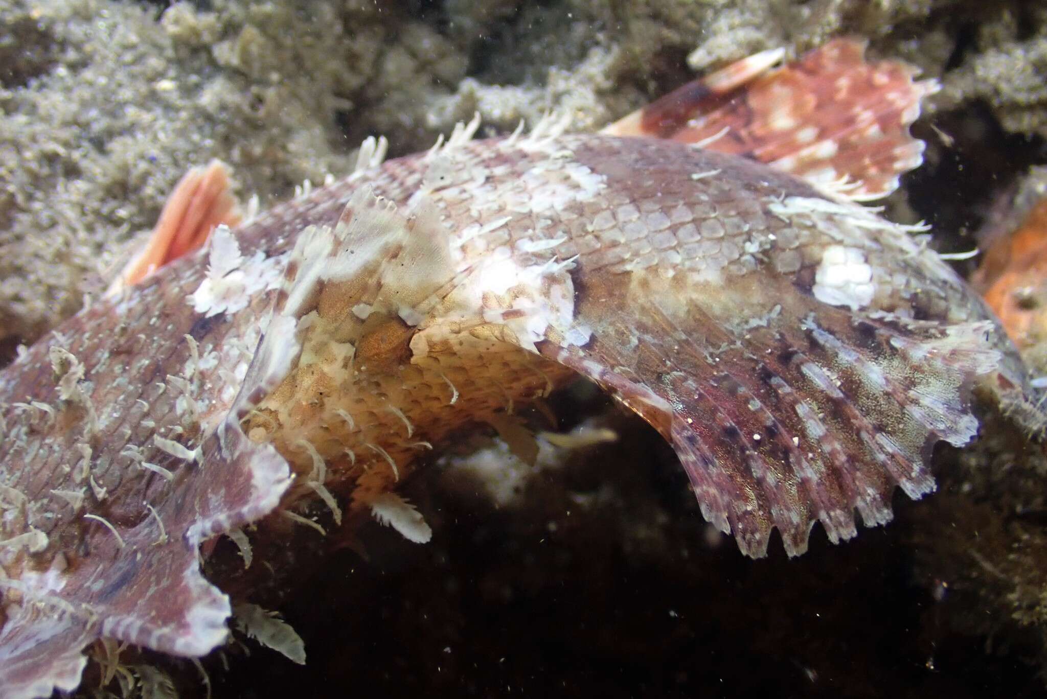 Image of Raggy scorpionfish