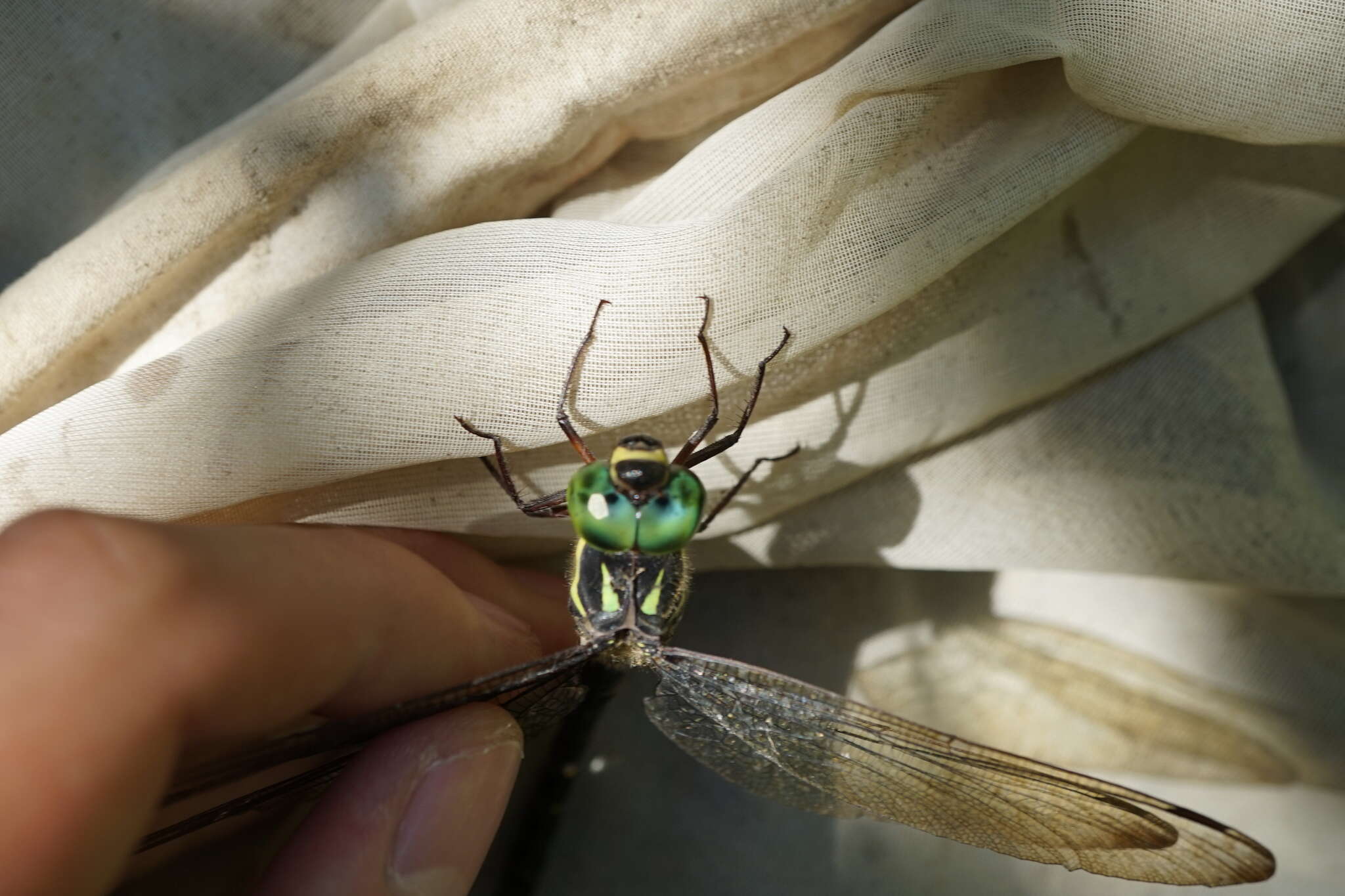 Image of Boyeria maclachlani (Selys 1883)